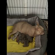 French Bulldog - Both