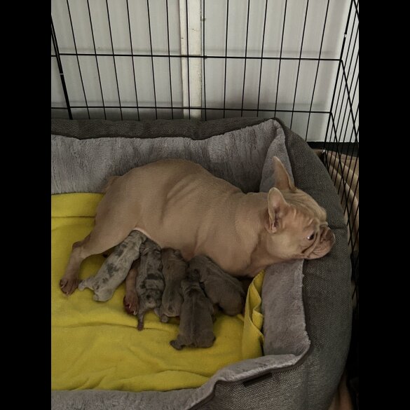 French Bulldog - Both