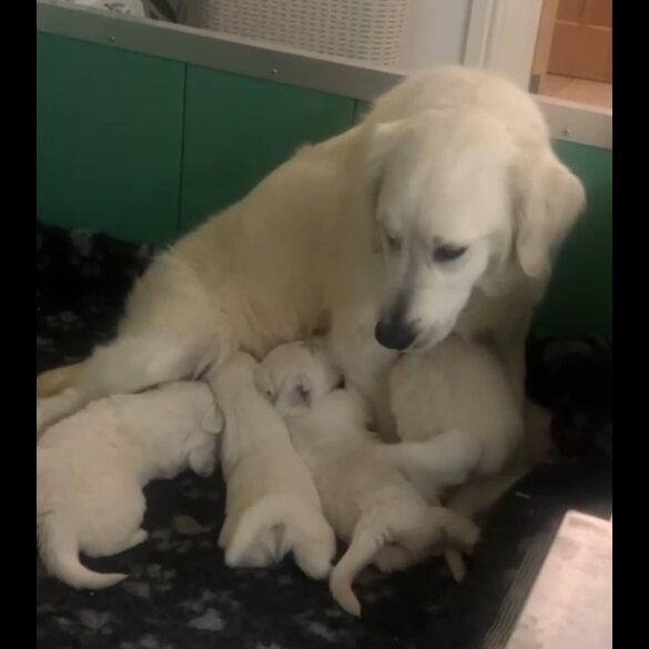 Golden Retriever - Dogs