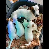 Jack Russell - Dogs