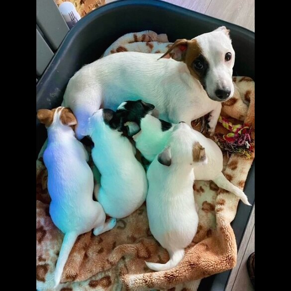 Jack Russell - Dogs