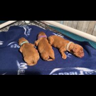 Cocker Spaniel (Working &amp; Show) - Dogs