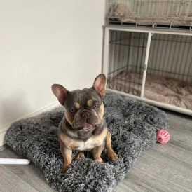 French Bulldog