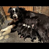 Border Collie - Both