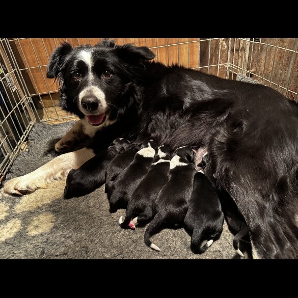 Border Collie - Both
