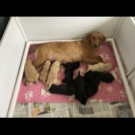 Black Labrador - Both