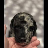 Labradoodle - Both