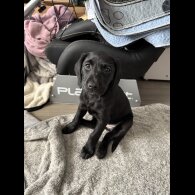 Labradoodle - Bitches