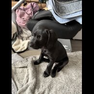 Labradoodle - Bitches