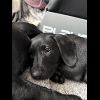 Labradoodle - Bitches