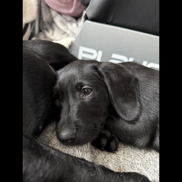 Labradoodle - Bitches