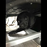 Labradoodle - Bitches