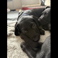 Labradoodle - Bitches