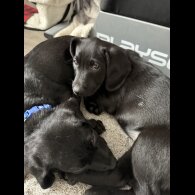 Labradoodle - Bitches