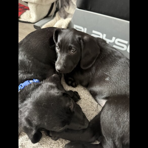Labradoodle - Bitches