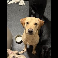 Labradoodle - Bitches