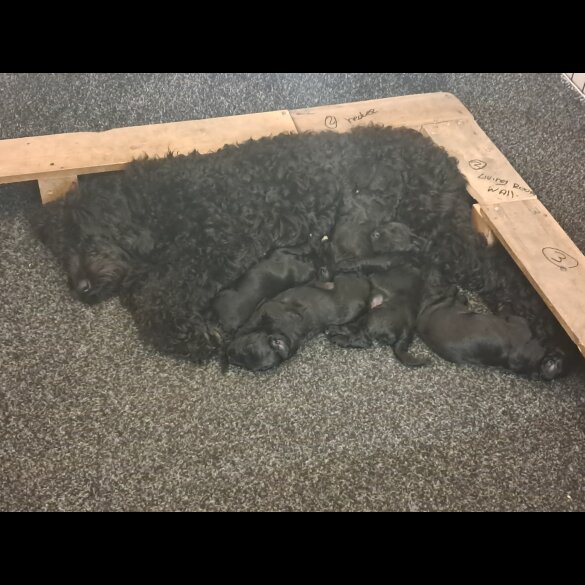 Labradoodle - Both