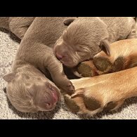 Labrador Retriever - Both