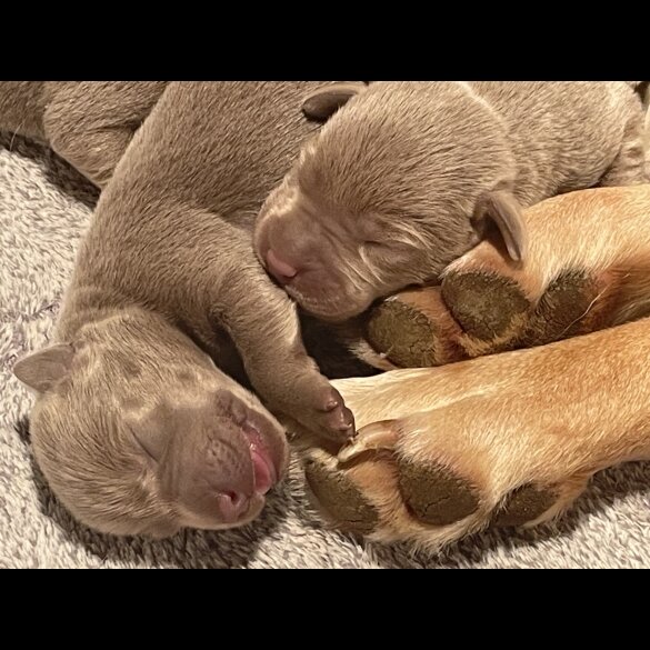 Labrador Retriever - Both