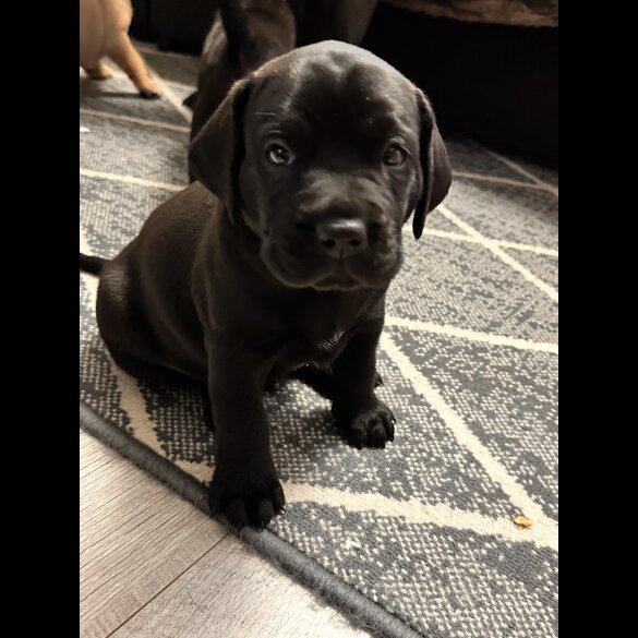 Labrador Retriever - Both