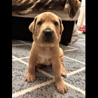 Labrador Retriever - Both