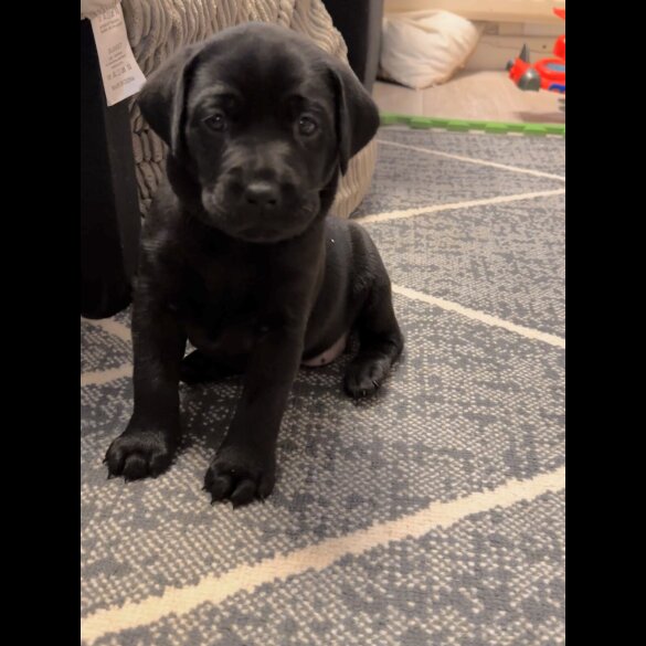 Labrador Retriever - Both