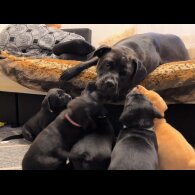 Labrador Retriever - Both