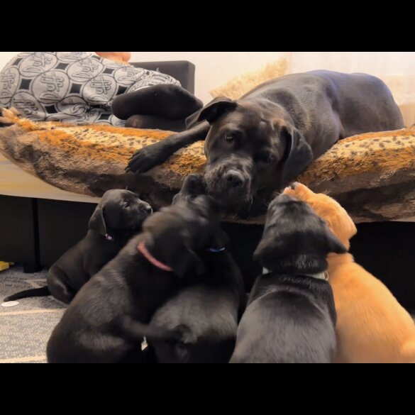 Labrador Retriever - Both