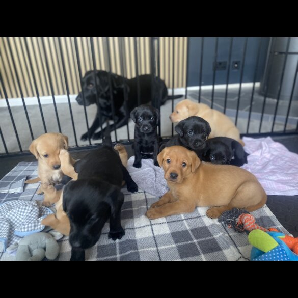 Labrador Retriever - Both