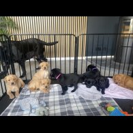 Labrador Retriever - Both