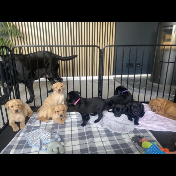 Labrador Retriever - Both