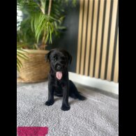 Labrador Retriever - Both