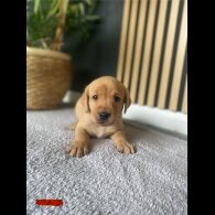 Labrador Retriever - Both