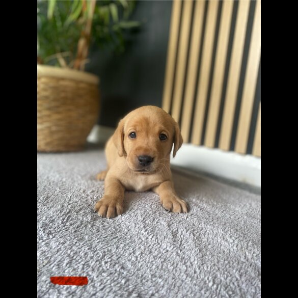Labrador Retriever - Both