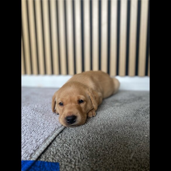 Labrador Retriever - Both
