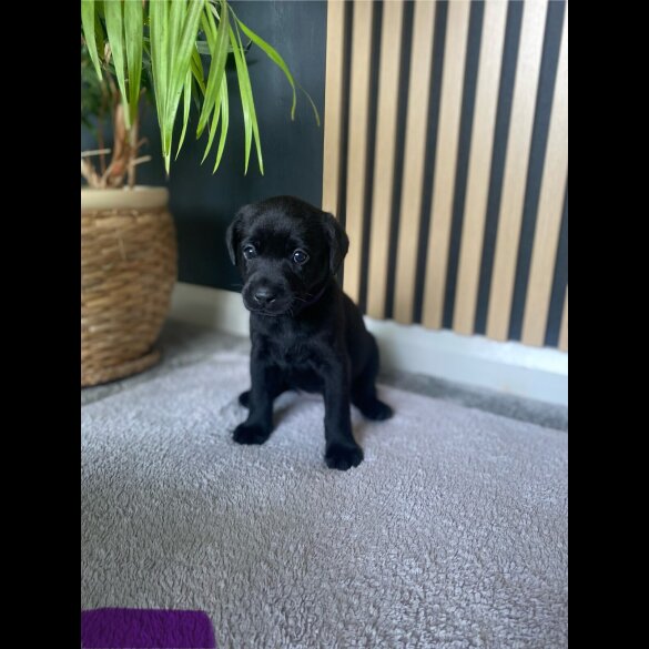 Labrador Retriever - Both
