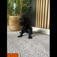 Labrador Retriever - Both