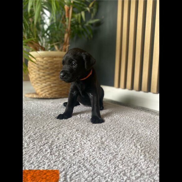 Labrador Retriever - Both