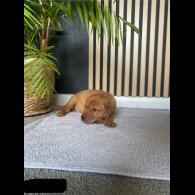 Labrador Retriever - Both