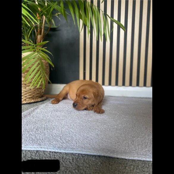 Labrador Retriever - Both