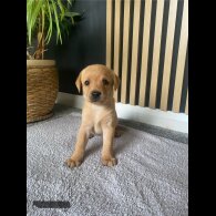 Labrador Retriever - Both