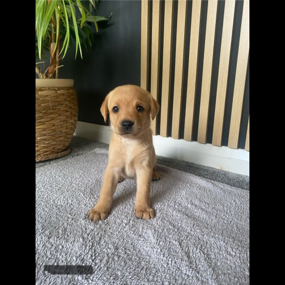 Labrador Retriever - Both