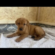 Labrador Retriever - Both