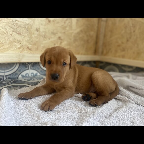 Labrador Retriever - Both