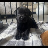 Labrador Retriever - Both