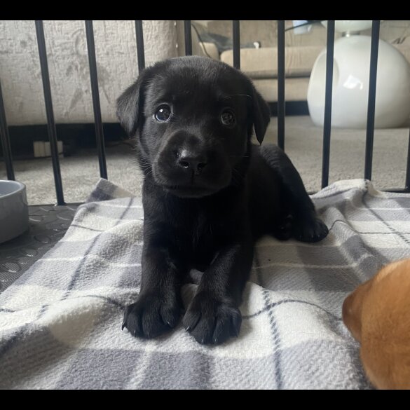 Labrador Retriever - Both