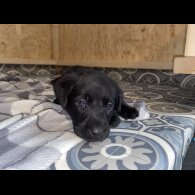Labrador Retriever - Both