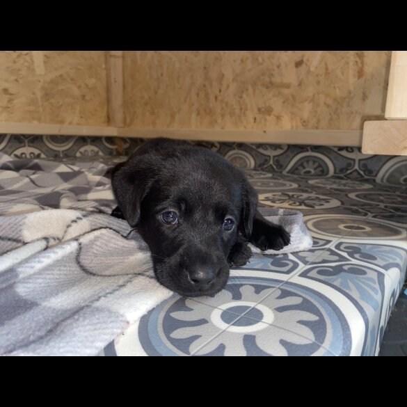 Labrador Retriever - Both