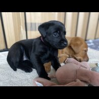 Labrador Retriever - Both
