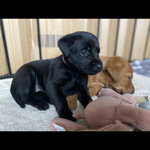 Labrador Retriever - Both